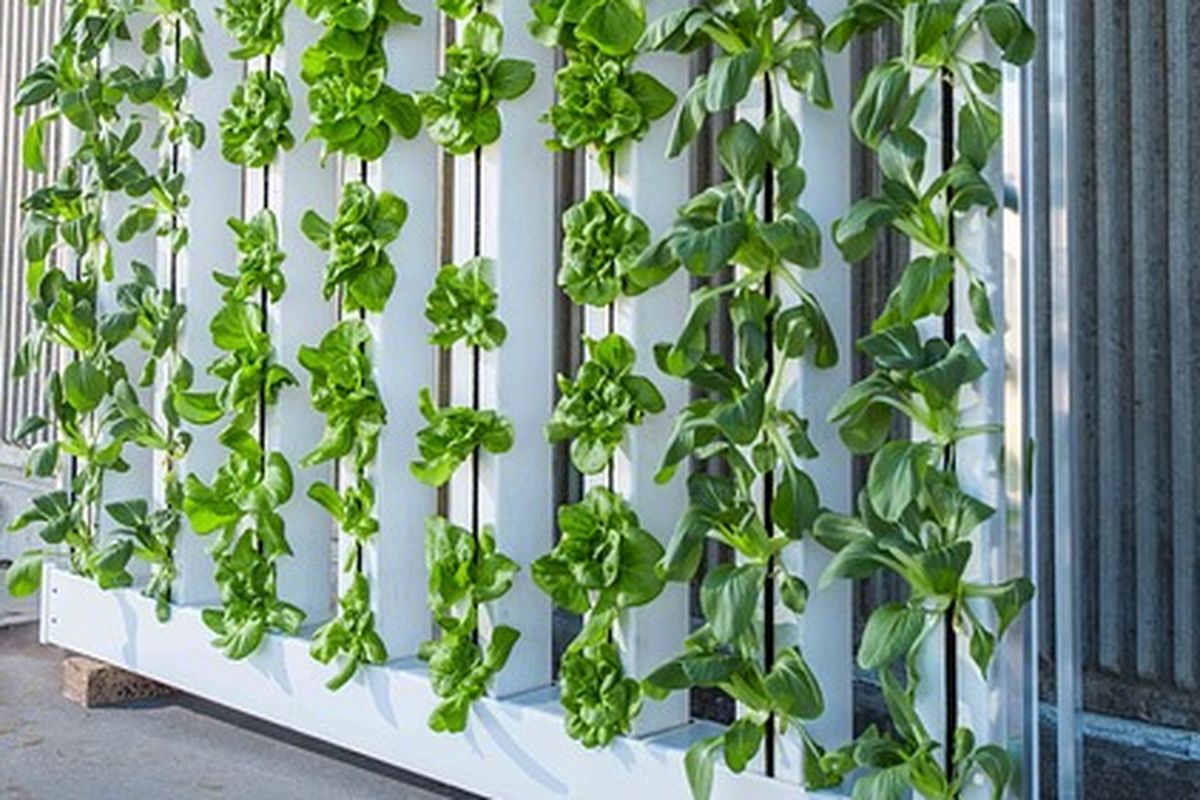 Kelebihan dan Kekurangan Vertikultur