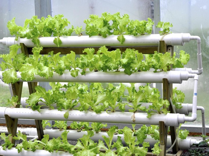 Wika Parasotama : Cara Membuat sistem Hidroponik Sederhana